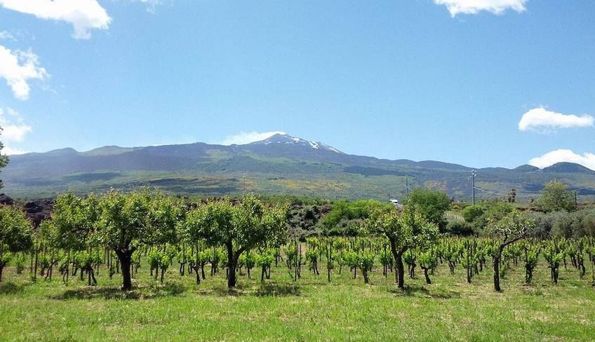 Ätna Wein Tour - 