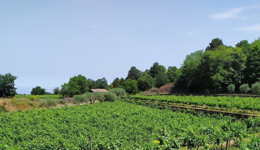 Wein Tour Ätna - 