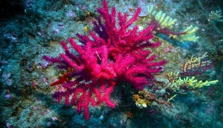 Unterwasserwelt Siziliens - Diving Sizilien