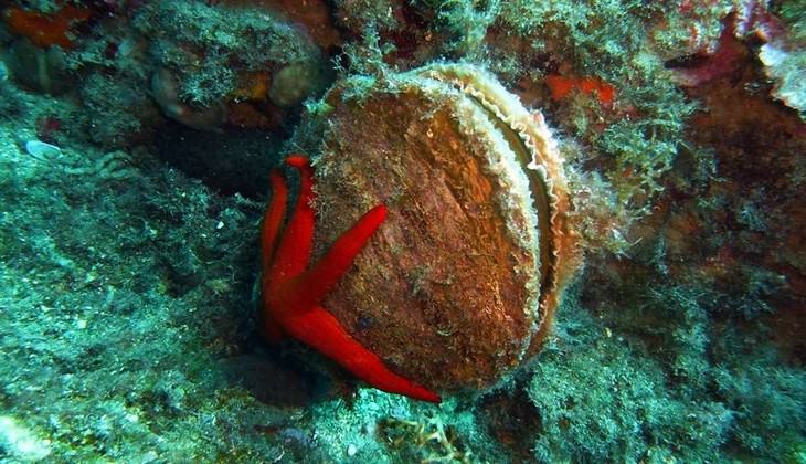 Unterwasserwelt Siziliens - Diving Sizilien