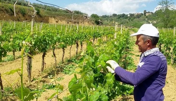 Weinberge Sizilien - sizilianischer Wein Marsala