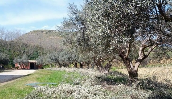 Weinberge Sizilien - sizilianischer Wein Marsala