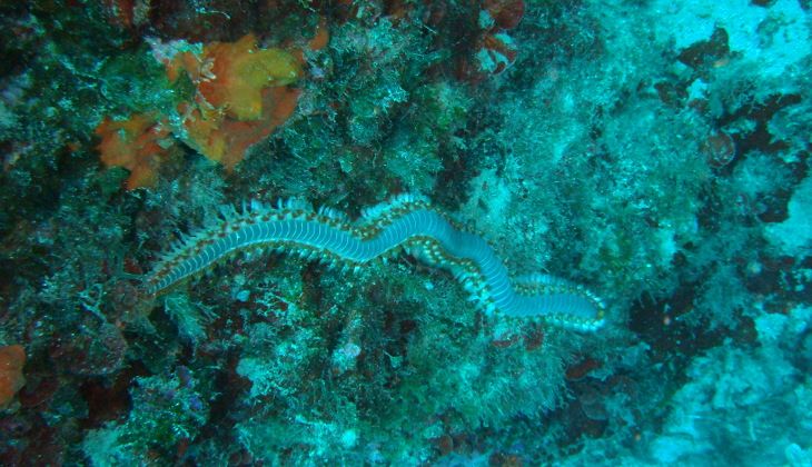 Diving Kurse - Wassertiefen Sizilien