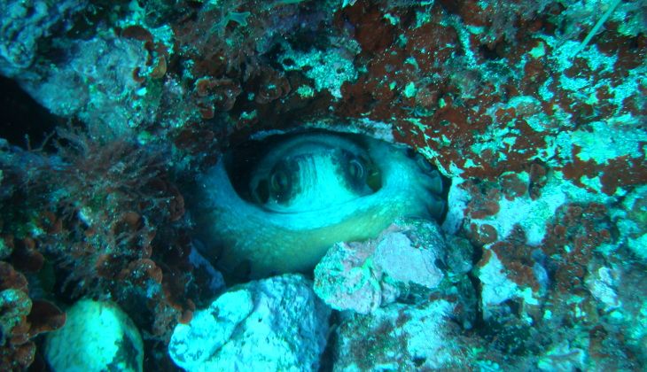 Diving Kurse - Wassertiefen Sizilien