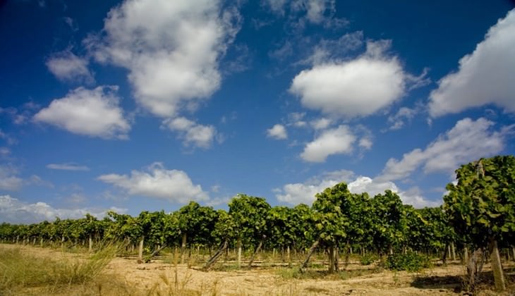 Menü Verkostung - Angebote Wein Sizilien