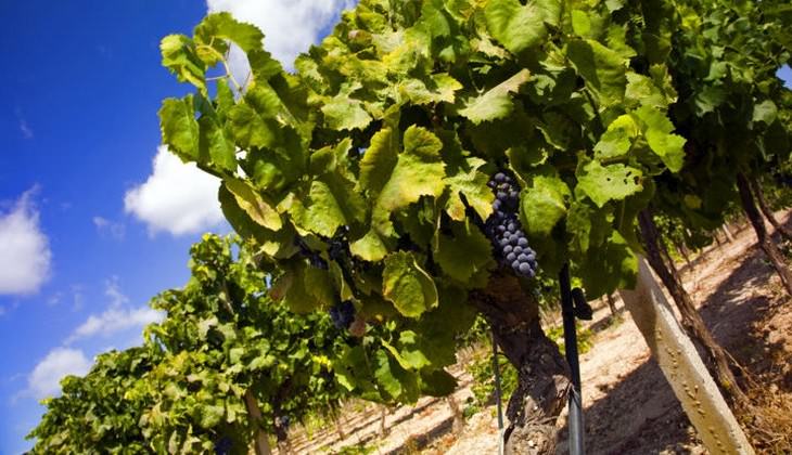 Menü Verkostung - Angebote Wein Sizilien