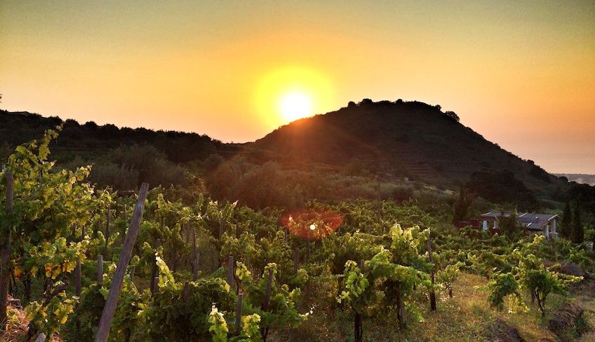 bester sizilianischer Wein - Rundgang im Weinkeller