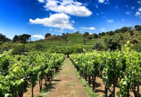 bester sizilianischer Wein - Rundgang im Weinkeller 