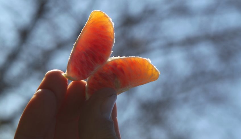 Orangen Siziliens - Sizilianische Weinkeller zum Besuchen