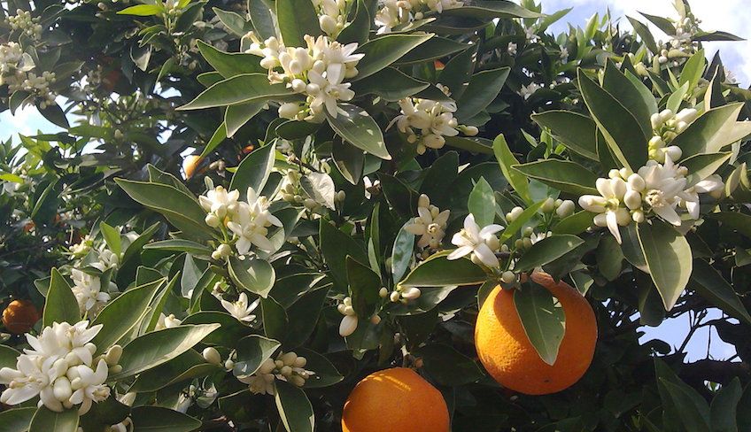 Orangen Siziliens - Sizilianische Weinkeller zum Besuchen