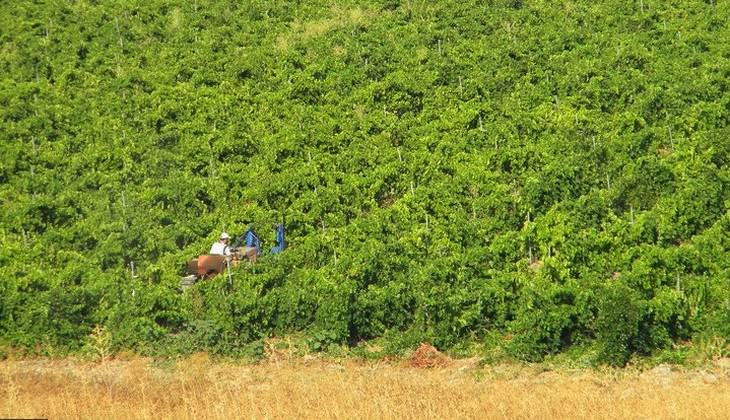 Verkostung Sizilien - sizilianische Weine Keller