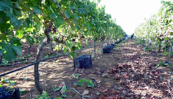 Wein Sizilien - berühmter Wein Siziliens