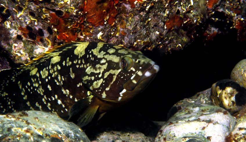 Marettimo Diving Center - Sommer Aktivurlaub