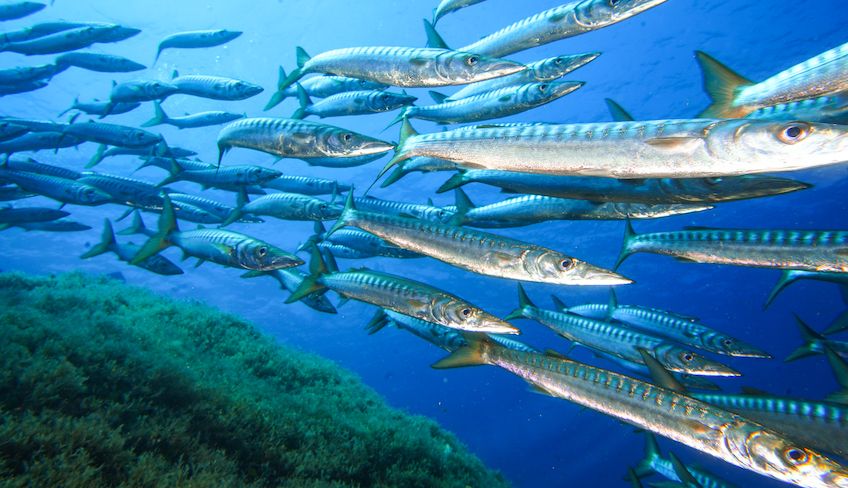 Marettimo Diving Center - Sommer Aktivurlaub