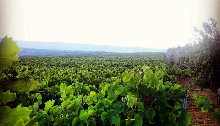 Cerasuolo di Vittoria - Weine docg