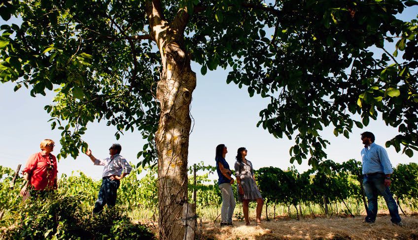 Weinverkostung Ätna - Ätna Weintour