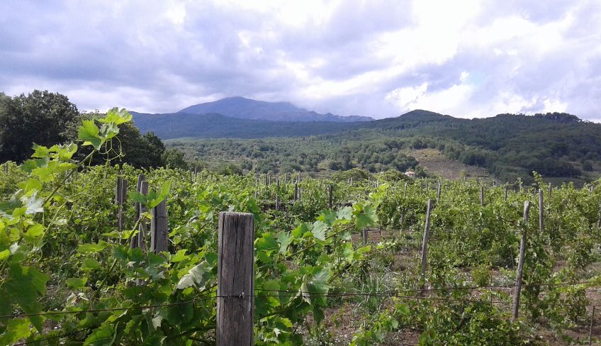 Weinverkostung Ätna - Ätna Weintour