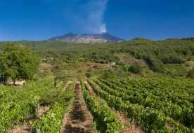 Weinverkostung Ätna Ätna Weintour Ätna Weinverkostung