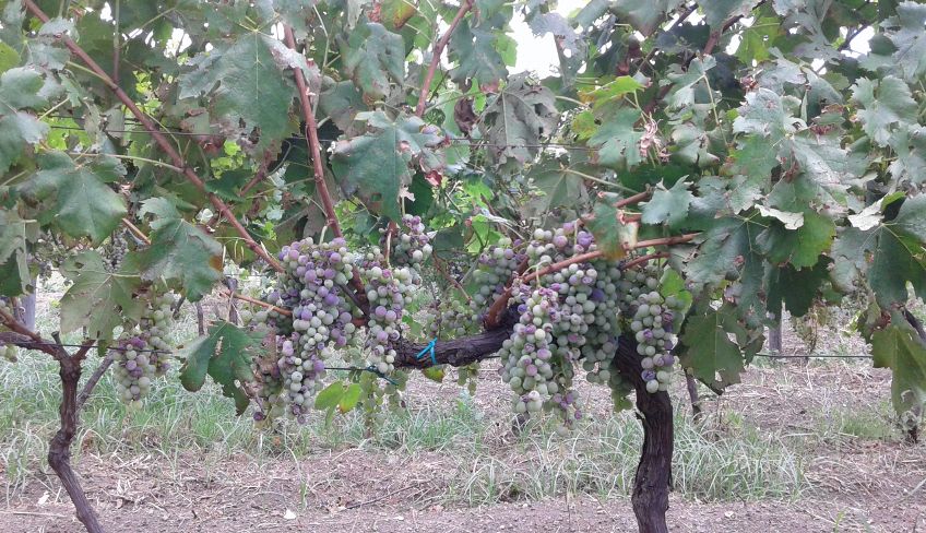 Weinverkostung Ätna - Ätna Weintour