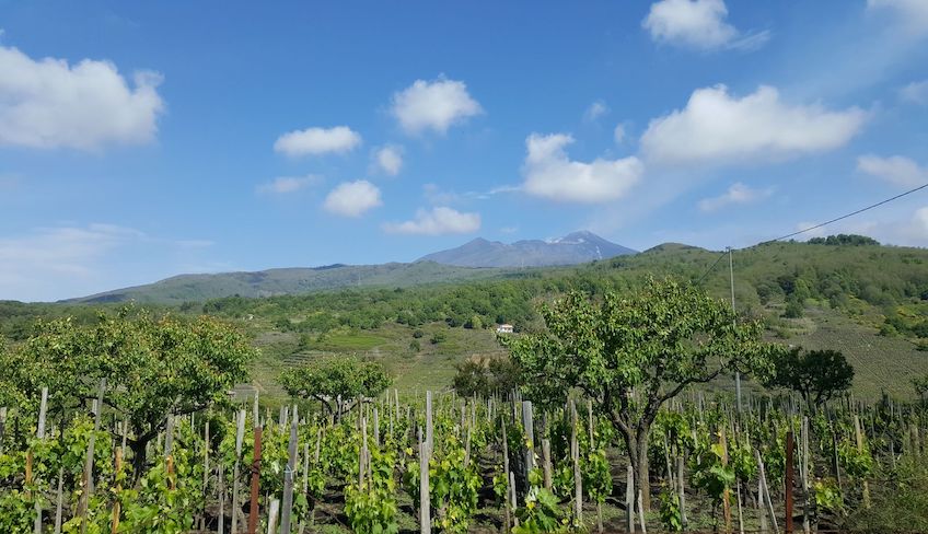 Ätna Wein Verkostung Ätna Wein Ätna Tour