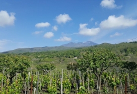 Ätna Wein Verkostung - Ätna Wein 