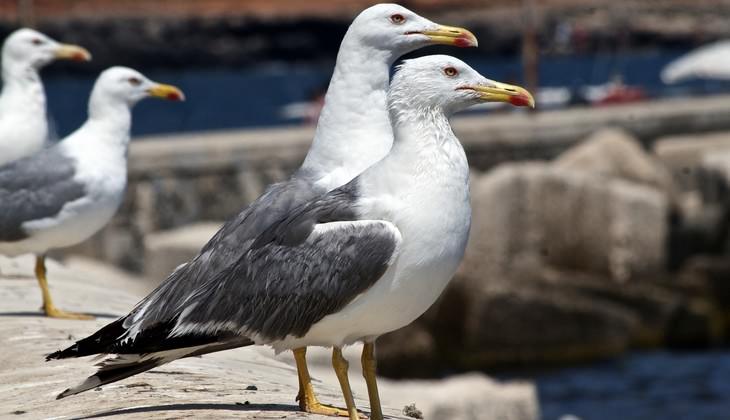 Wanderung der Vögel - Beobachtung der Vogelwelt