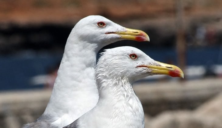 Wanderung der Vögel - Beobachtung der Vogelwelt