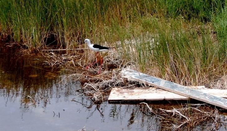 Wanderung der Vögel - Beobachtung der Vogelwelt