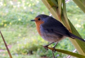 Wanderung der Vögel - Beobachtung der Vogelwelt 